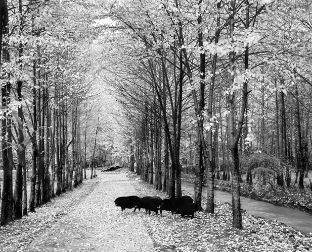 Black pig in the woods